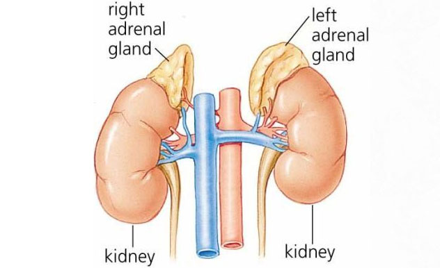 Adrenal fatigue syndróm?